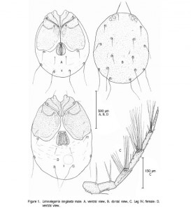 Limnolegeria Longesita