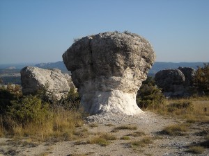 Gros champignon