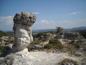 Un champignon