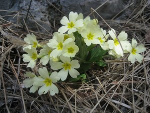 Retour du Printemps