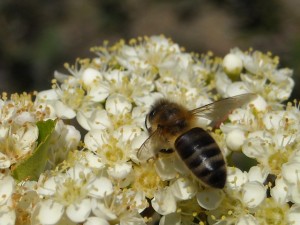 Abeille butinant une fleur