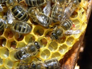 Abeilles et rayons de cire